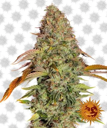 Barney's Farm Zkittlez OG Auto