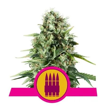 R. Q. Seeds Royal AK fem.