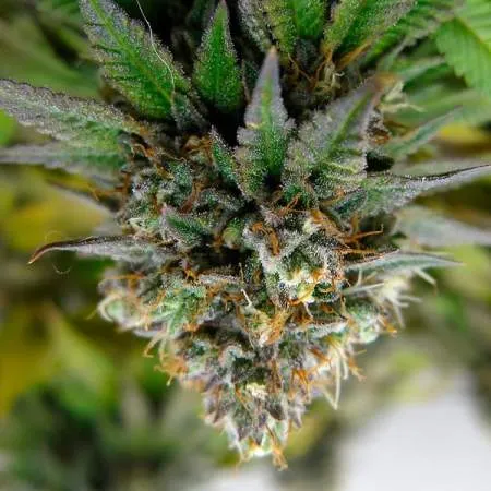 Euphoria CBD  - 5 sem.